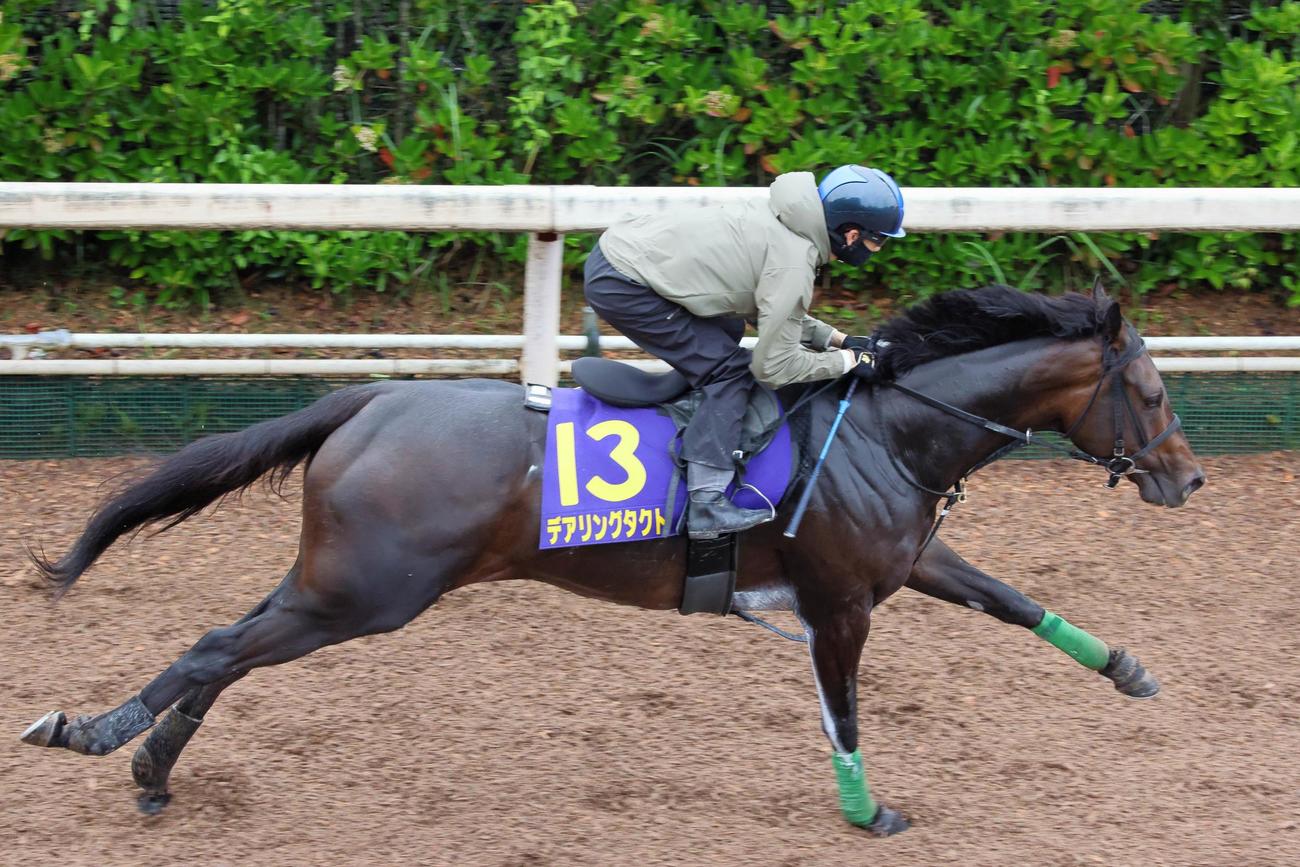 松山騎手を背に重馬場の坂路を力強く駆け上がるデアリングタクト