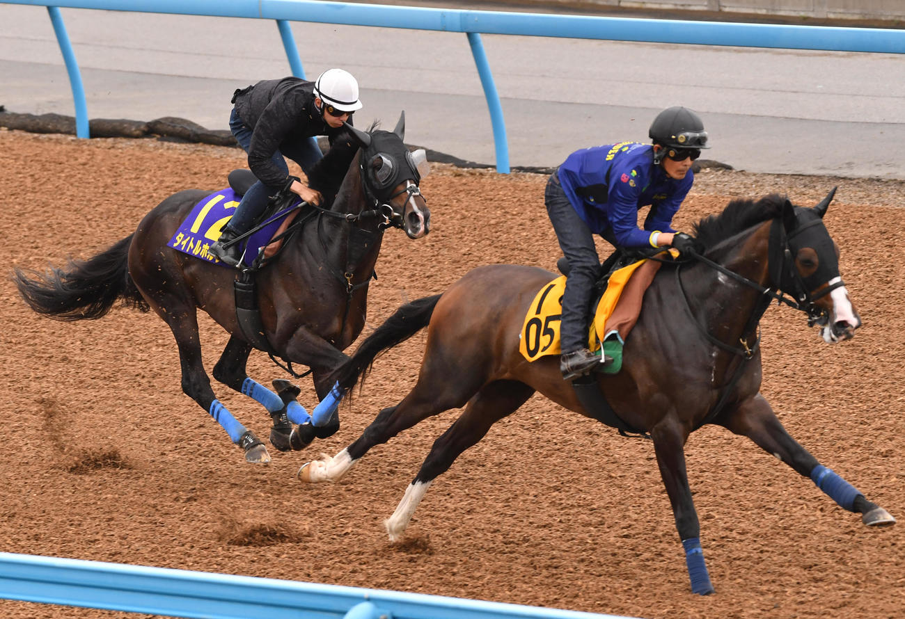 横山和騎手を背にタイトルホルダー（左）はアムールマルルーと併せて追い切る（撮影・柴田隆二）