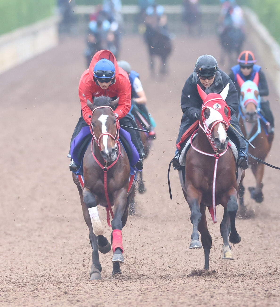 坂井騎手を背に坂路にて併せ馬で追い切るステイフーリッシュ（左）