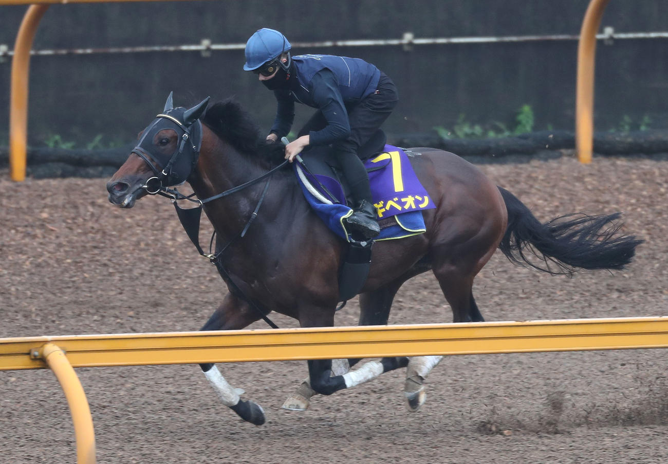 西村淳騎手を背にCウッドを単走で追い切るギベオン（撮影・白石智彦）