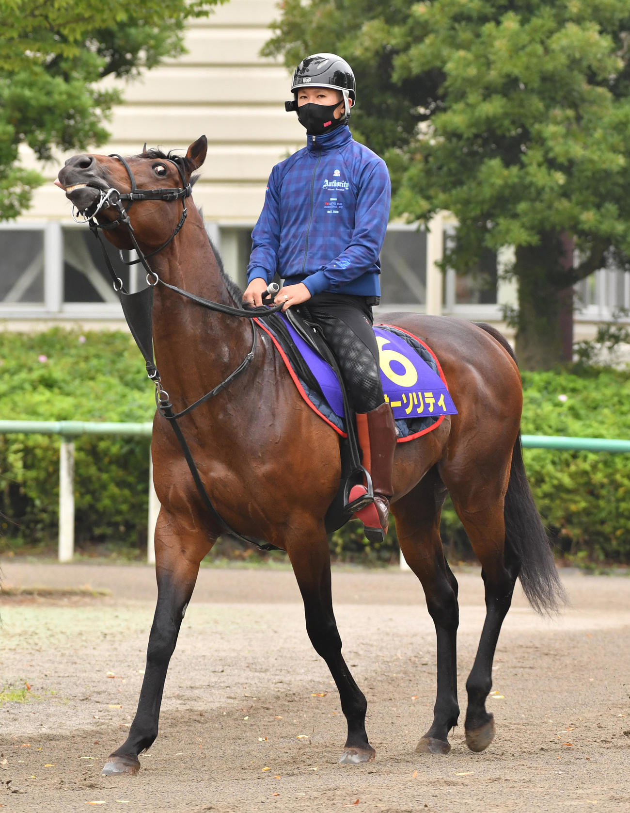 馬場に向かうオーソリティ（撮影・柴田隆二）