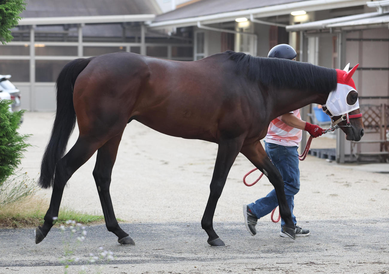 厩舎周りで運動するパンサラッサ（撮影・白石智彦）