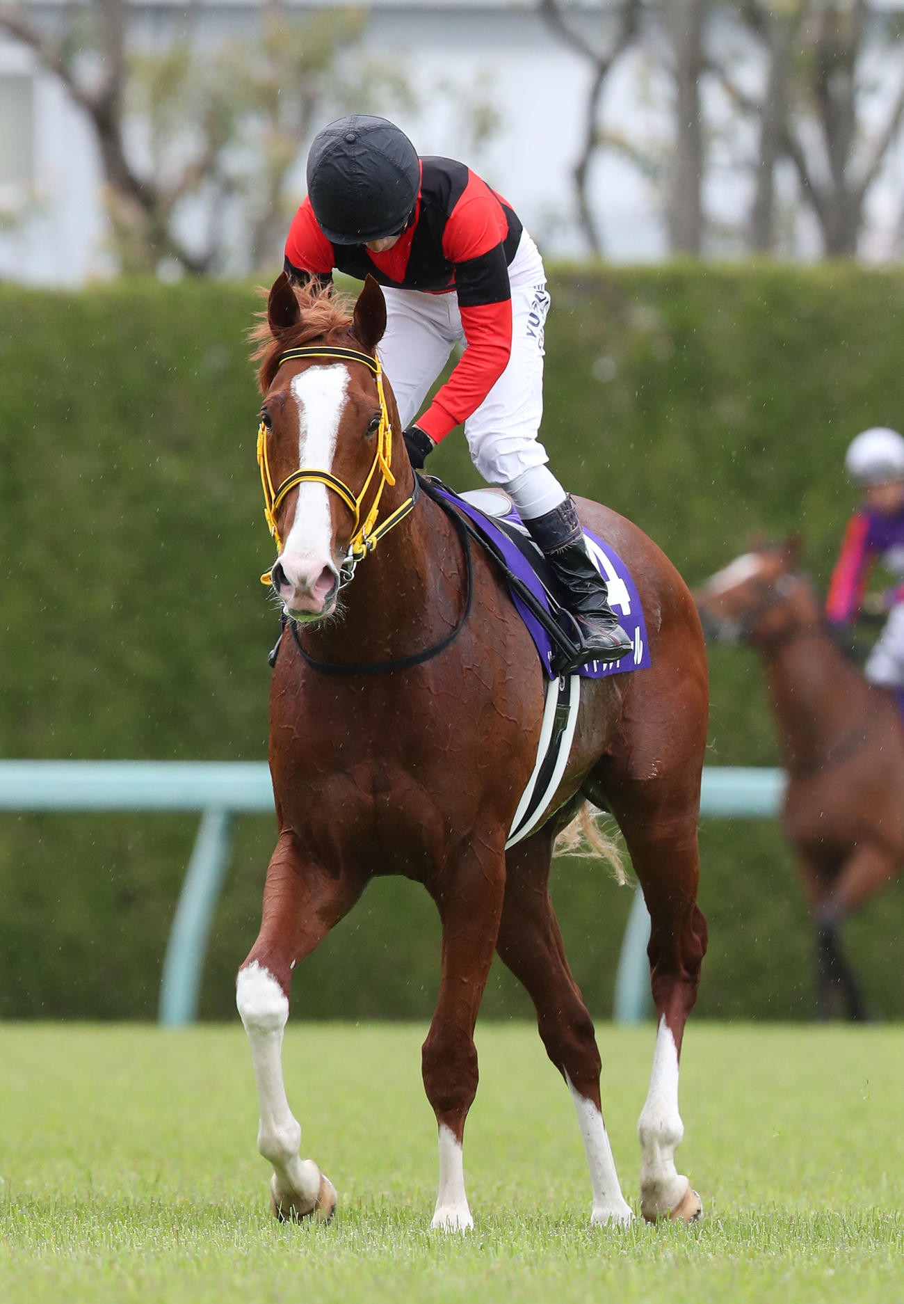 ジャックドール（2022年4月3日撮影）