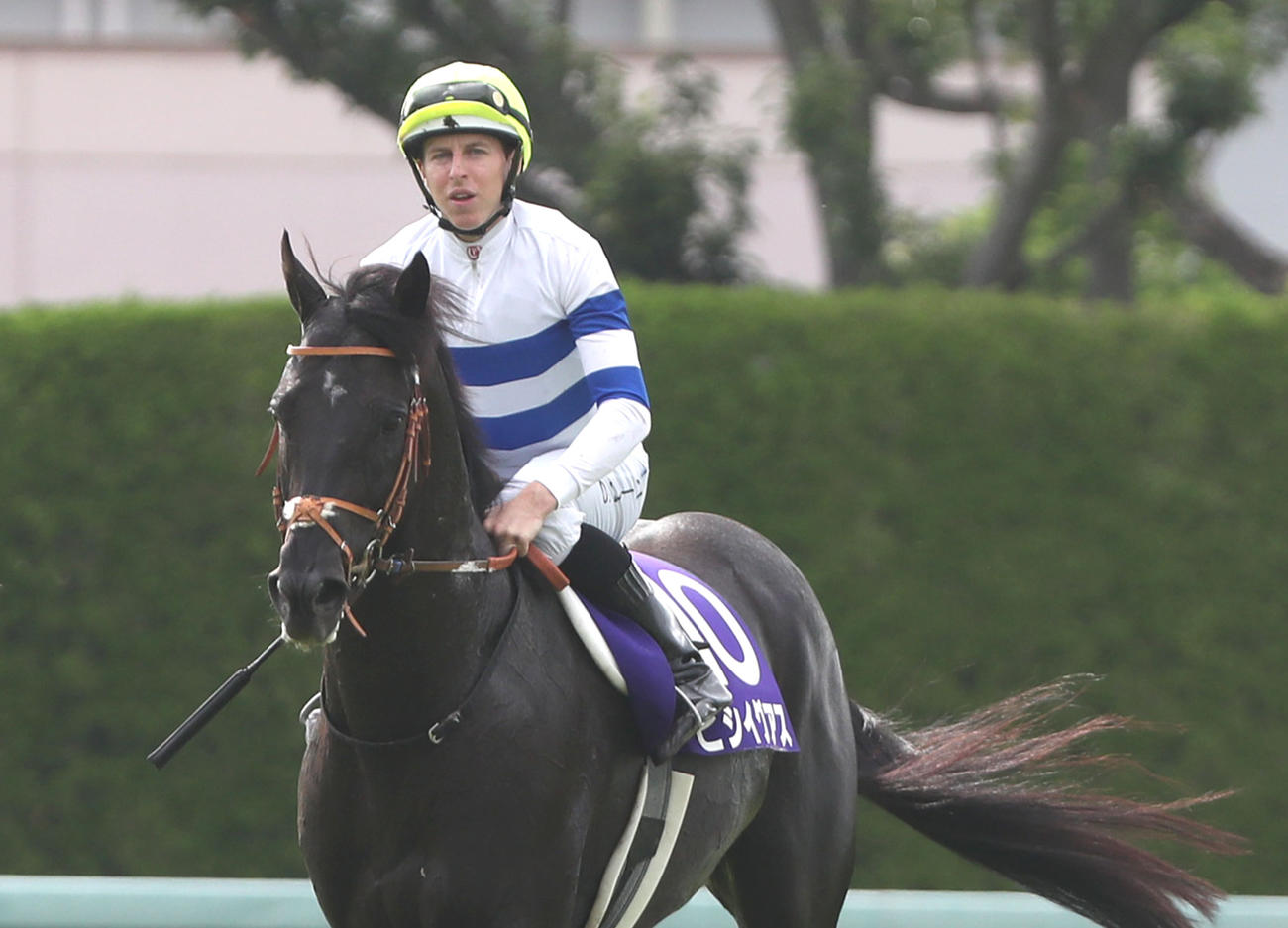 宝塚記念、2着に敗れたヒシイグアス（撮影・白石智彦）