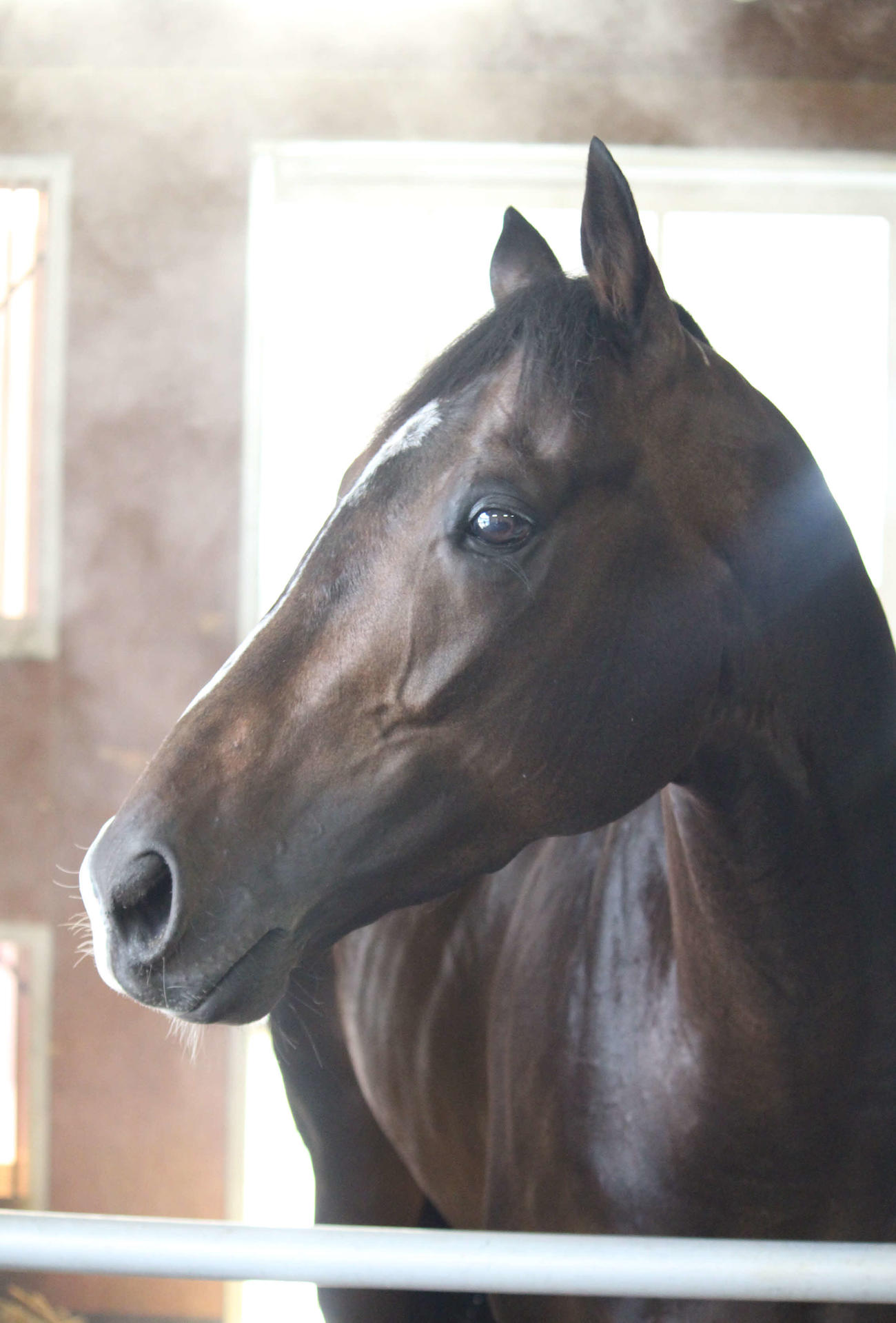 宝塚記念制覇の2日後、美浦の馬房でくつろぐタイトルホルダー（撮影・木南友輔）