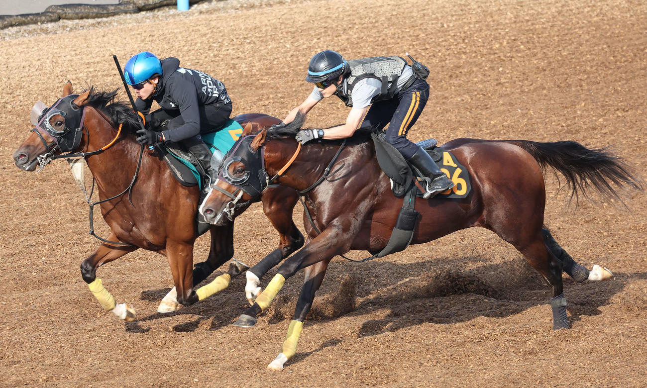 ゴーゴーユタカ（手前）は美浦ウッドを併せ馬で追い切られた（撮影・丹羽敏通）