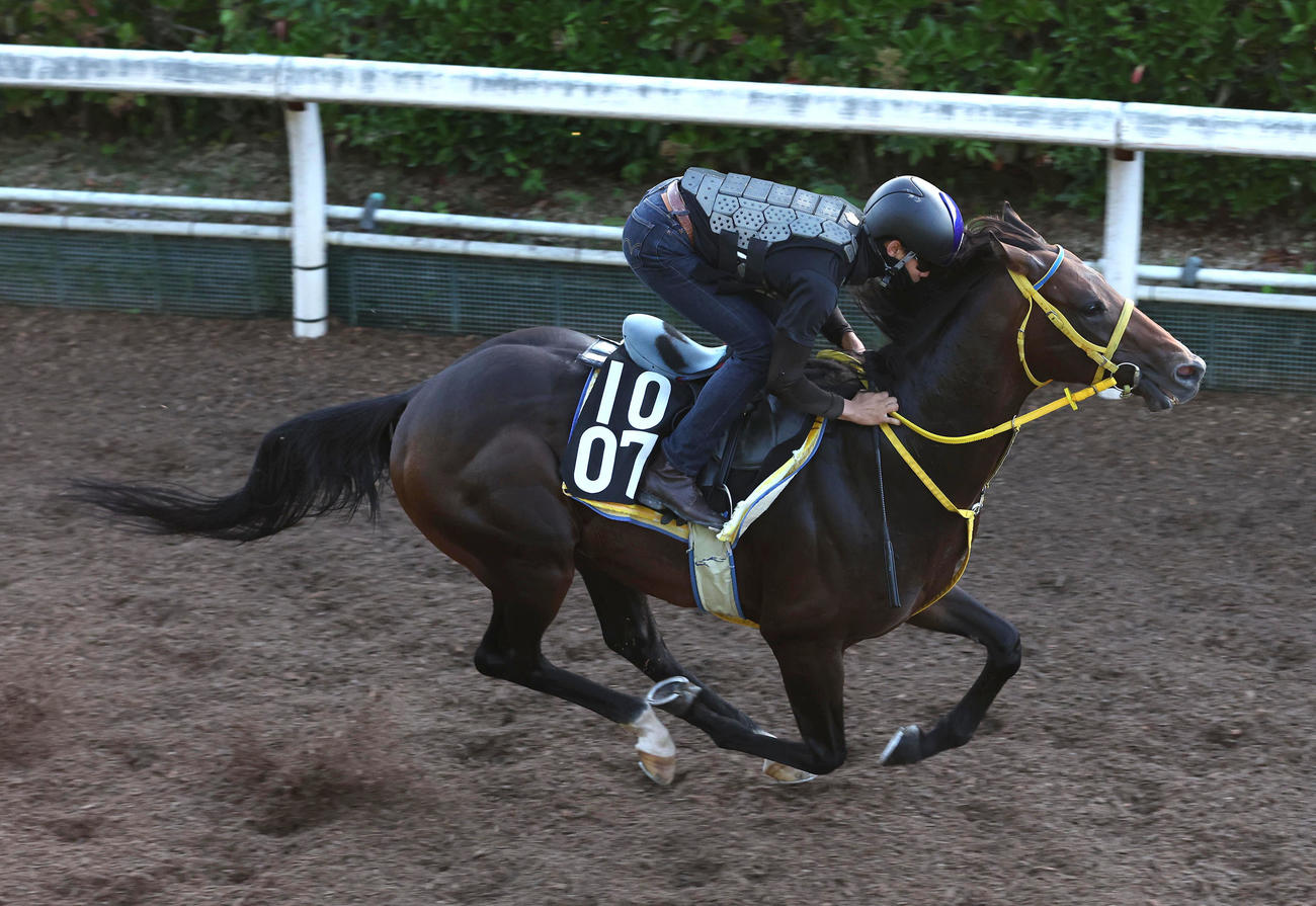 坂路を単走で追い切るフェーングロッテン（撮影・白石智彦）