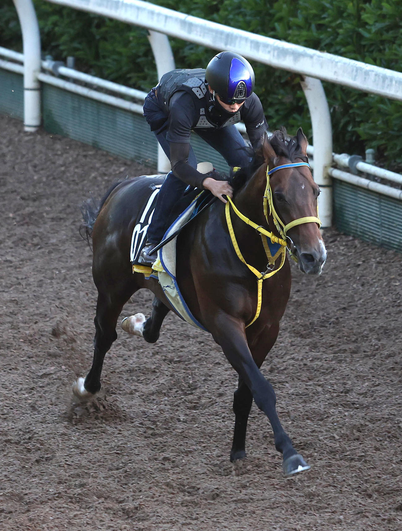 坂路を単走で追い切るフェーングロッテン（撮影・白石智彦）
