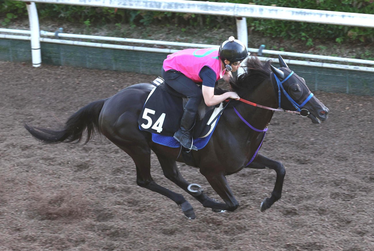 坂路を単走で追い切るアネゴハダ（撮影・白石智彦）