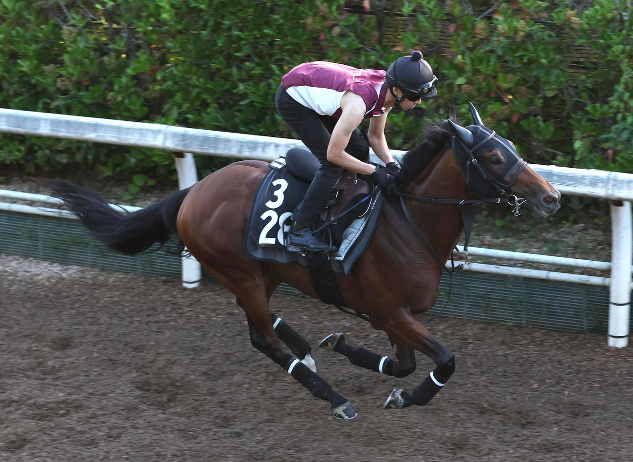 坂路を単走で追い切るグランディア（撮影・白石智彦）