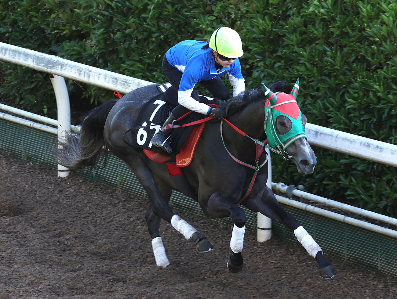今村騎手を背に坂路を単走で追い切るテイエムスパーダ（撮影・白石智彦）