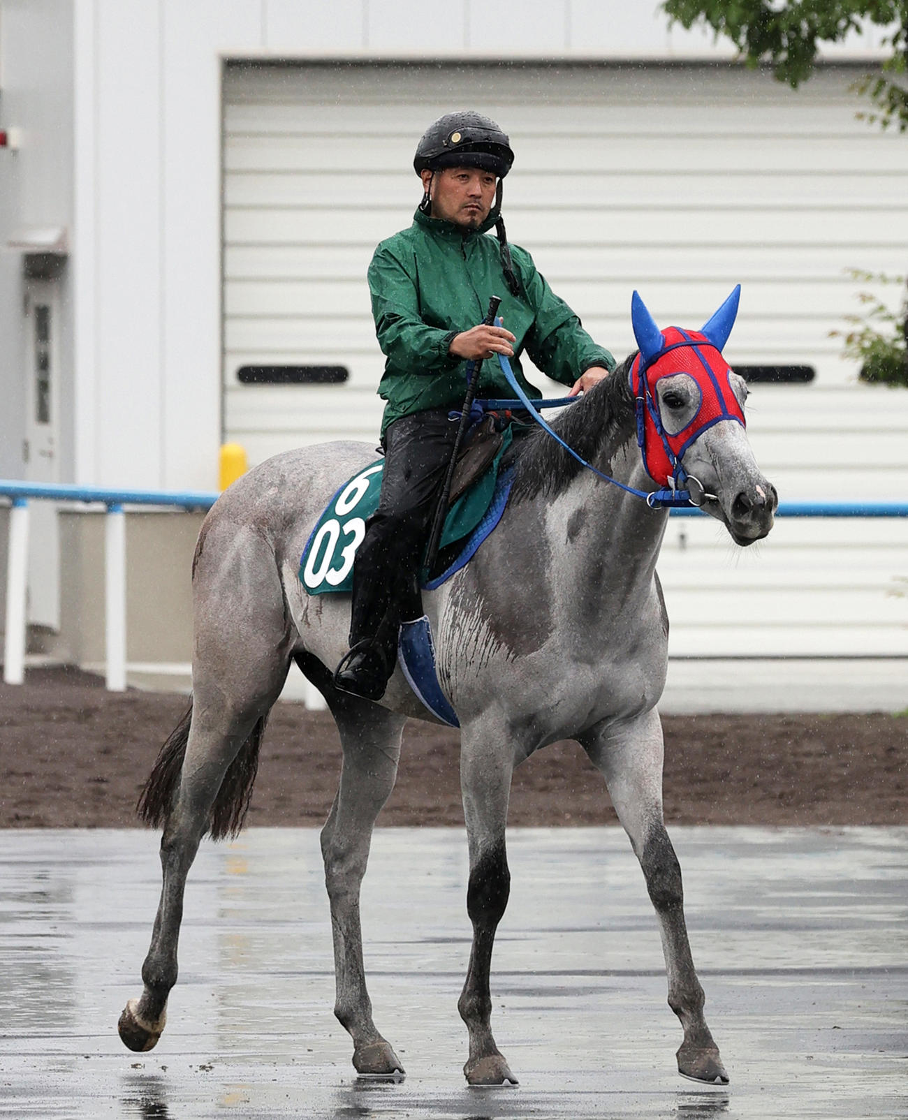 函館競馬場で調整を始めたメイショウネムノキ
