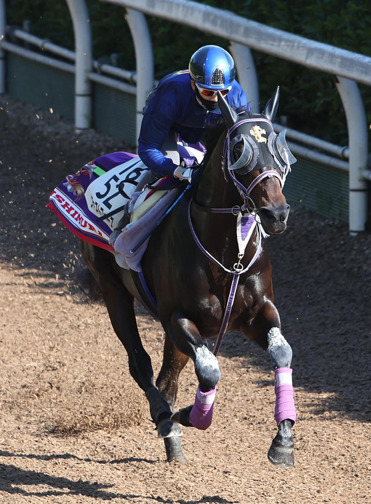 松山騎手を背に坂路を単走で追い切るファストフォース（撮影・白石智彦）