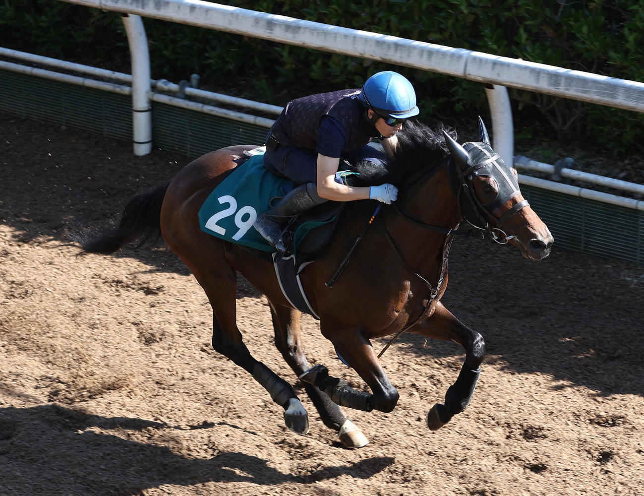 団野騎手を背に坂路で追い切るキールロワイヤル（撮影・白石智彦）