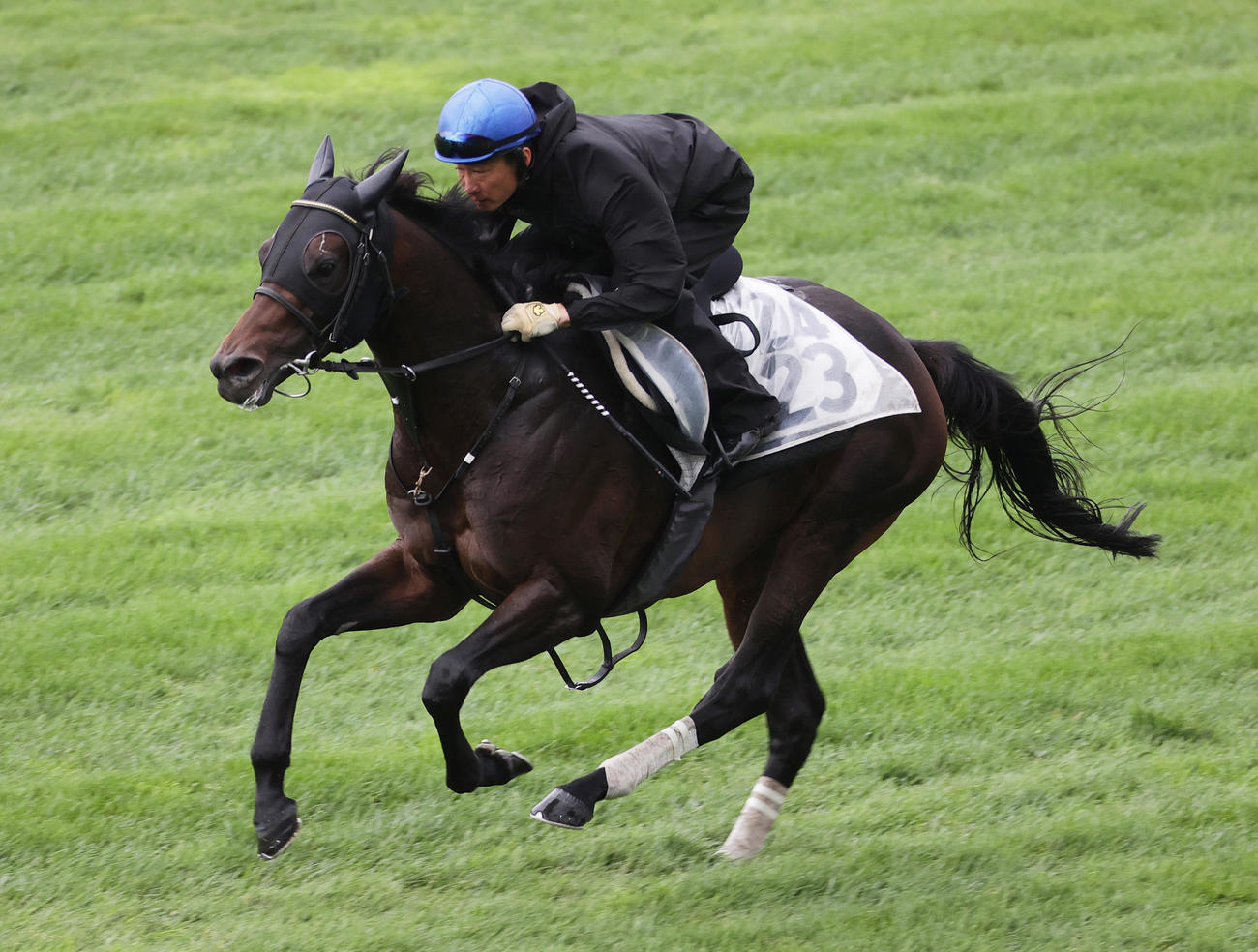 松田騎手を背に、函館芝コースで追い切られるロードマックス
