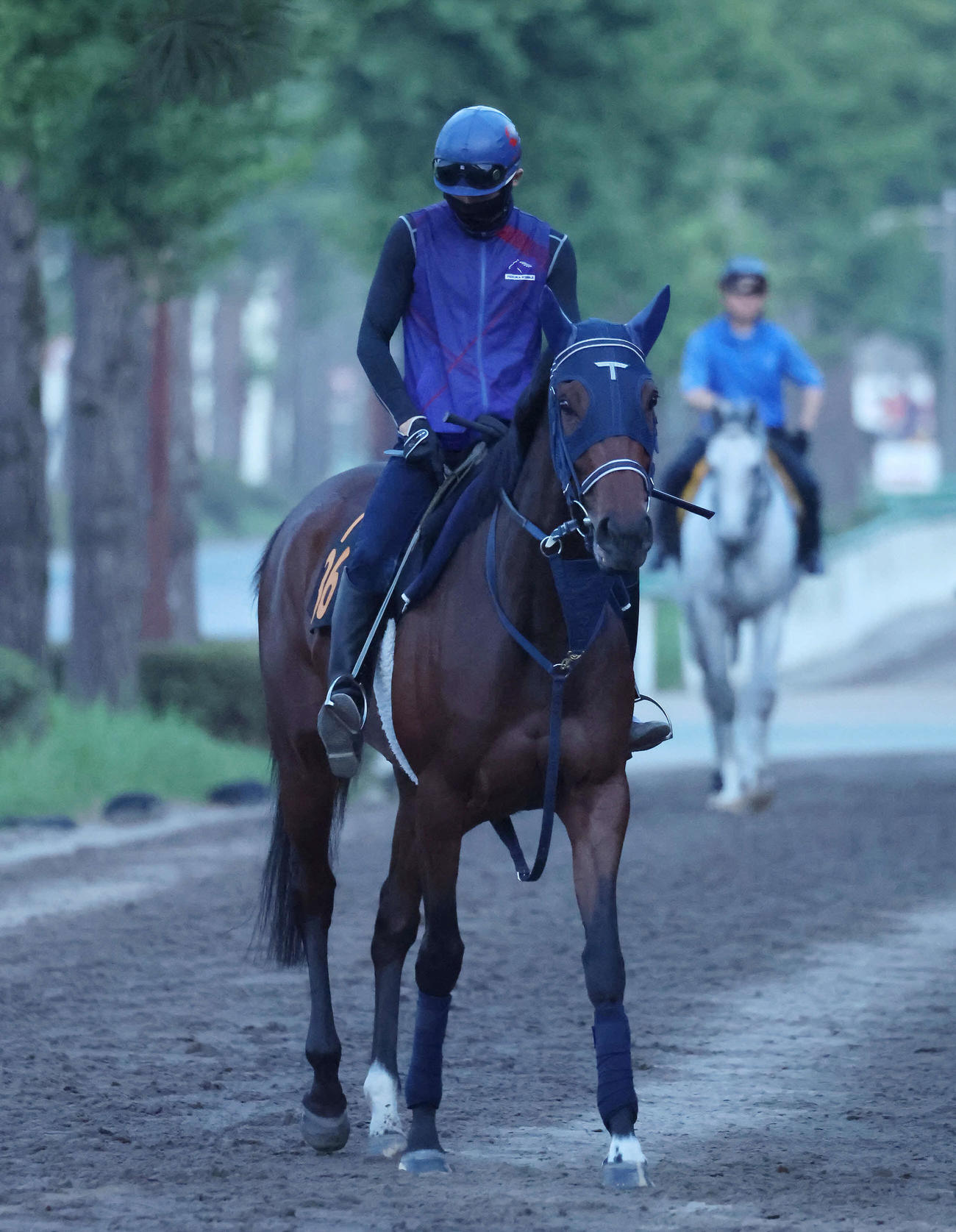 乗り運動するソネットフレーズと嶋田騎手