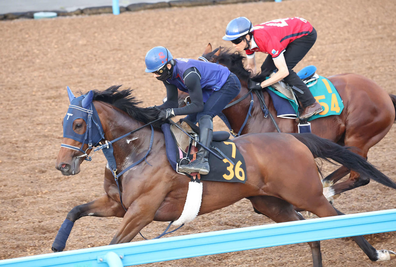 6月29日、ソネットフレーズ（手前）は嶋田騎手を背に美浦ウッドでフロムナウオンと併せて追い切られた