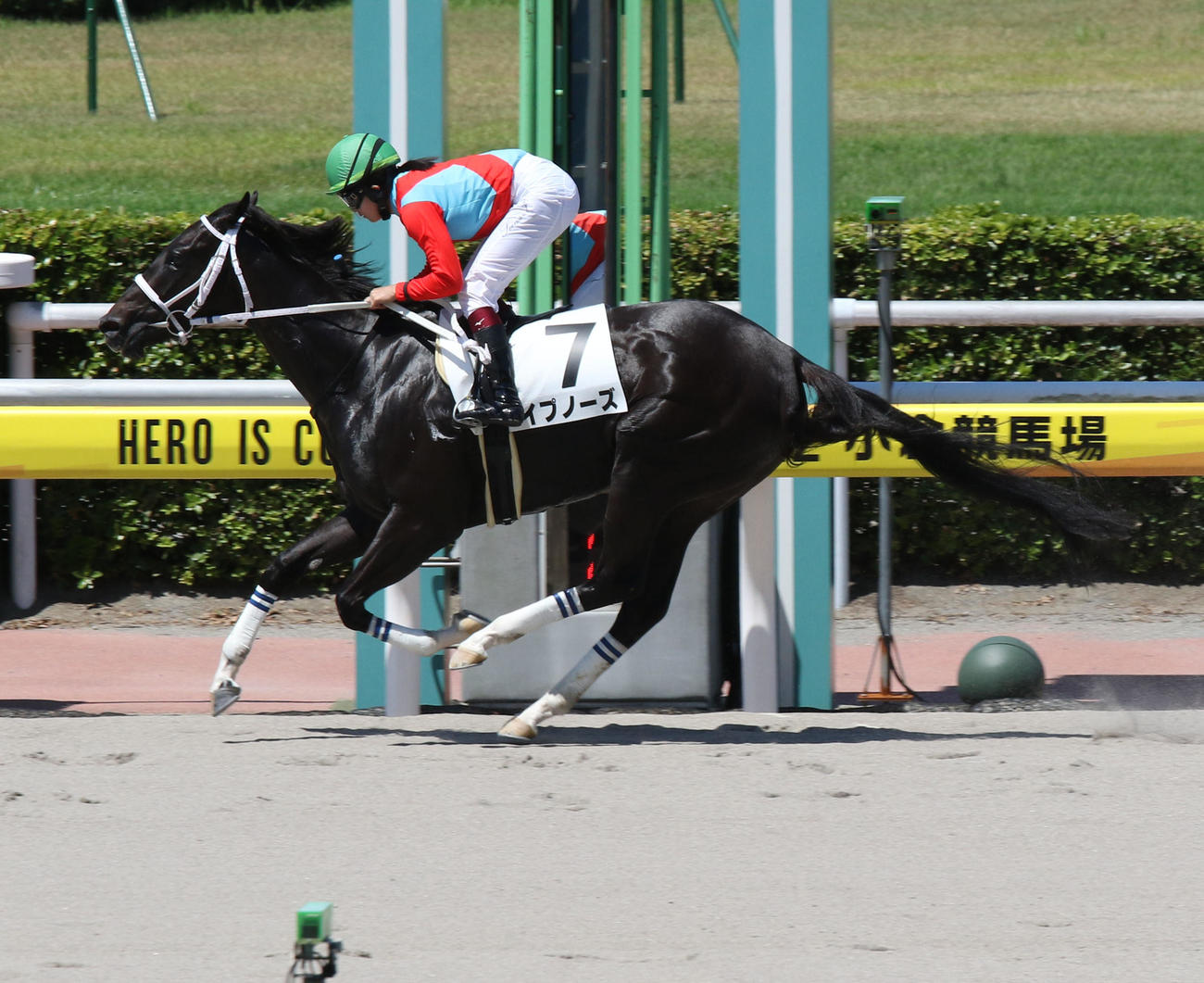 小倉2R・3歳未勝利を逃げ切ったイプノーズ（撮影・渦原淳）