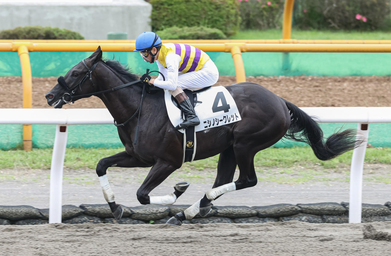 デビュー戦を圧勝したニシノシークレット（撮影・村野早祐）