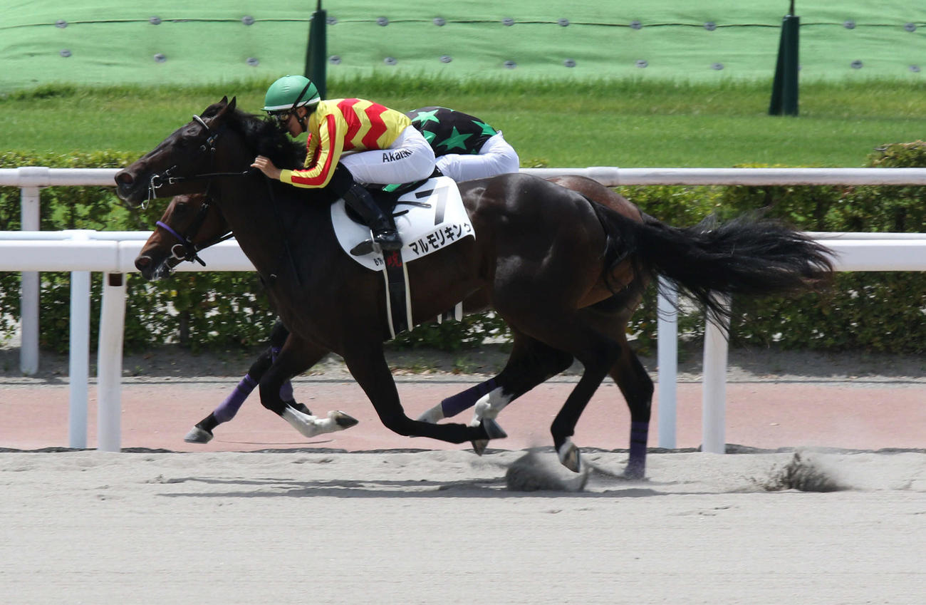 マルモリキング（手前）が2着ゴッドセンドを鼻差抑え新馬戦を制した（撮影・渦原淳）