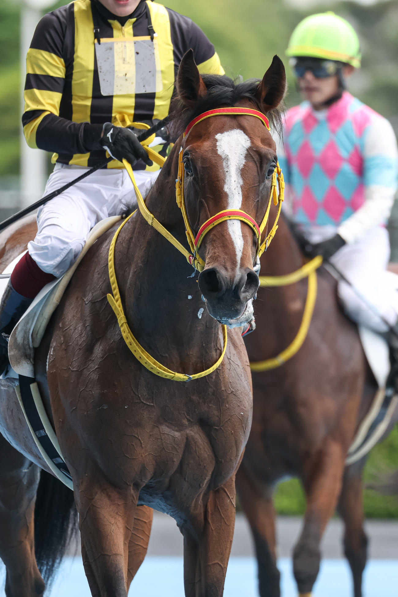 2歳未勝利を勝ち上がったシンゼンイズモ（撮影・村野早祐）