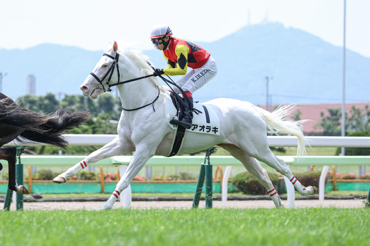 函館5Rでデビューし4着に敗れたアオラキ（撮影・村野早祐）