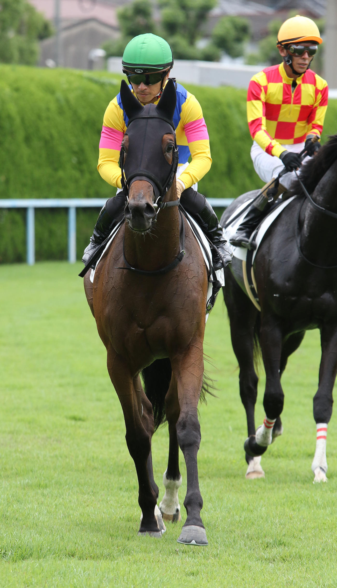 小倉5R、新馬戦を快勝したアリスヴェリテ（撮影・渦原淳）