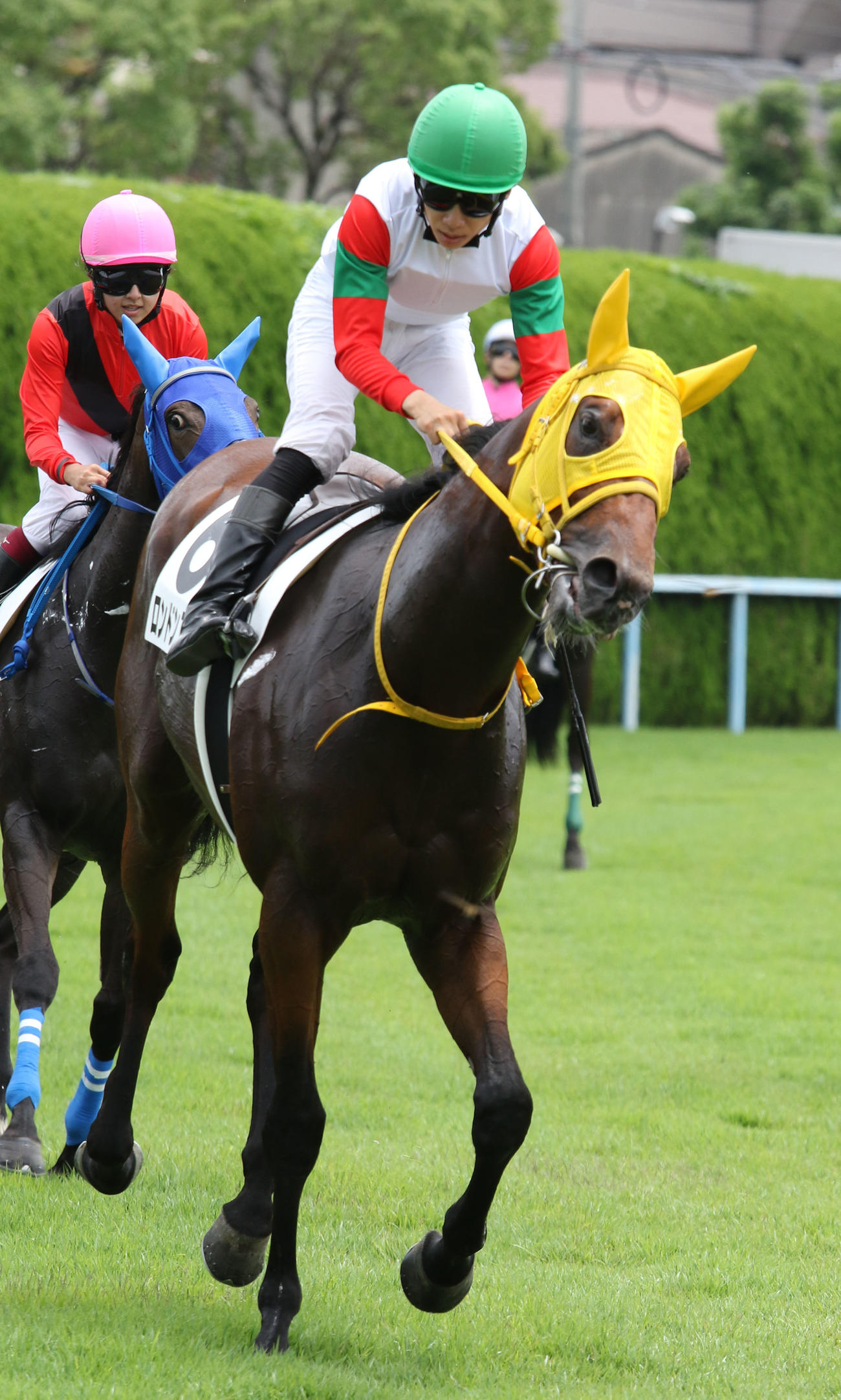 小倉6R、新馬戦を快勝したロンドンプラン（撮影・渦原淳）