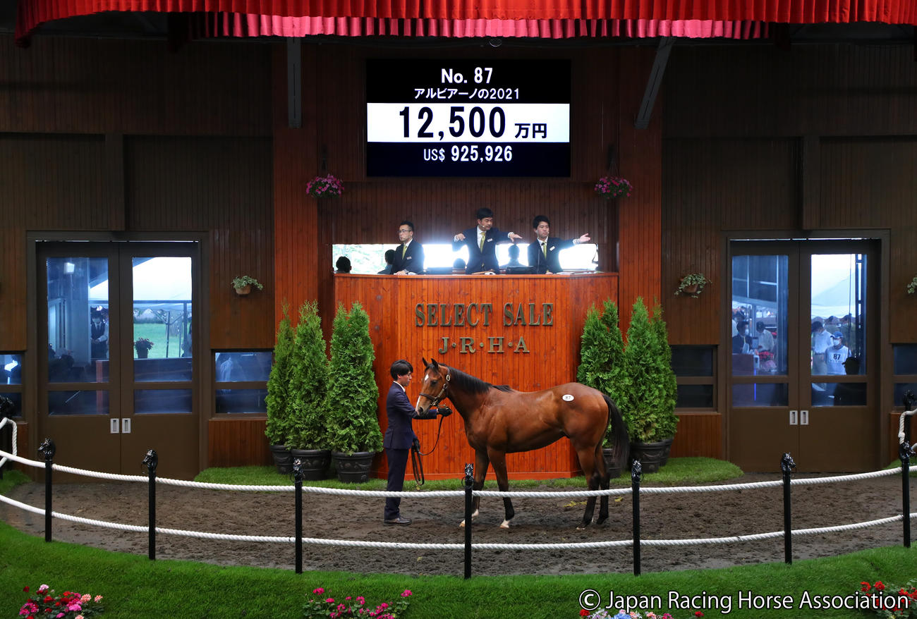 1億2500万円で落札されたアルビアーノの2021