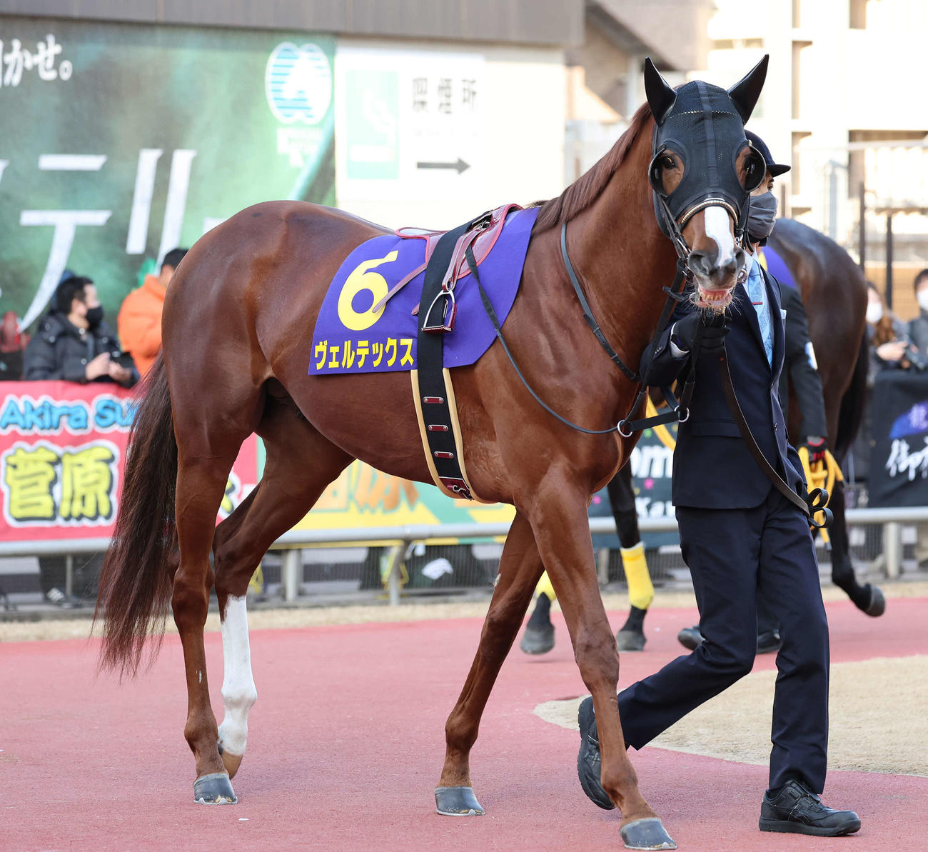 川崎記念に出走したヴェルテックス（22年2月撮影）
