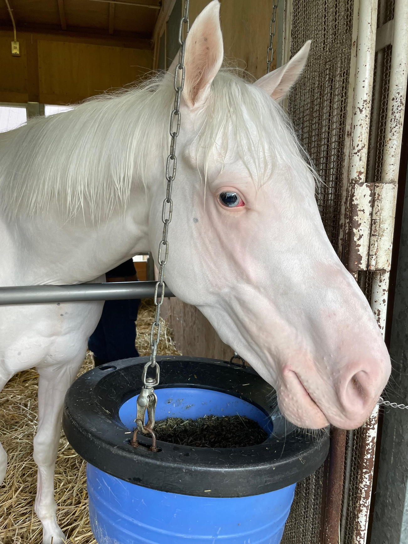 5日の運動後に馬房で静養する白毛馬アオラキ