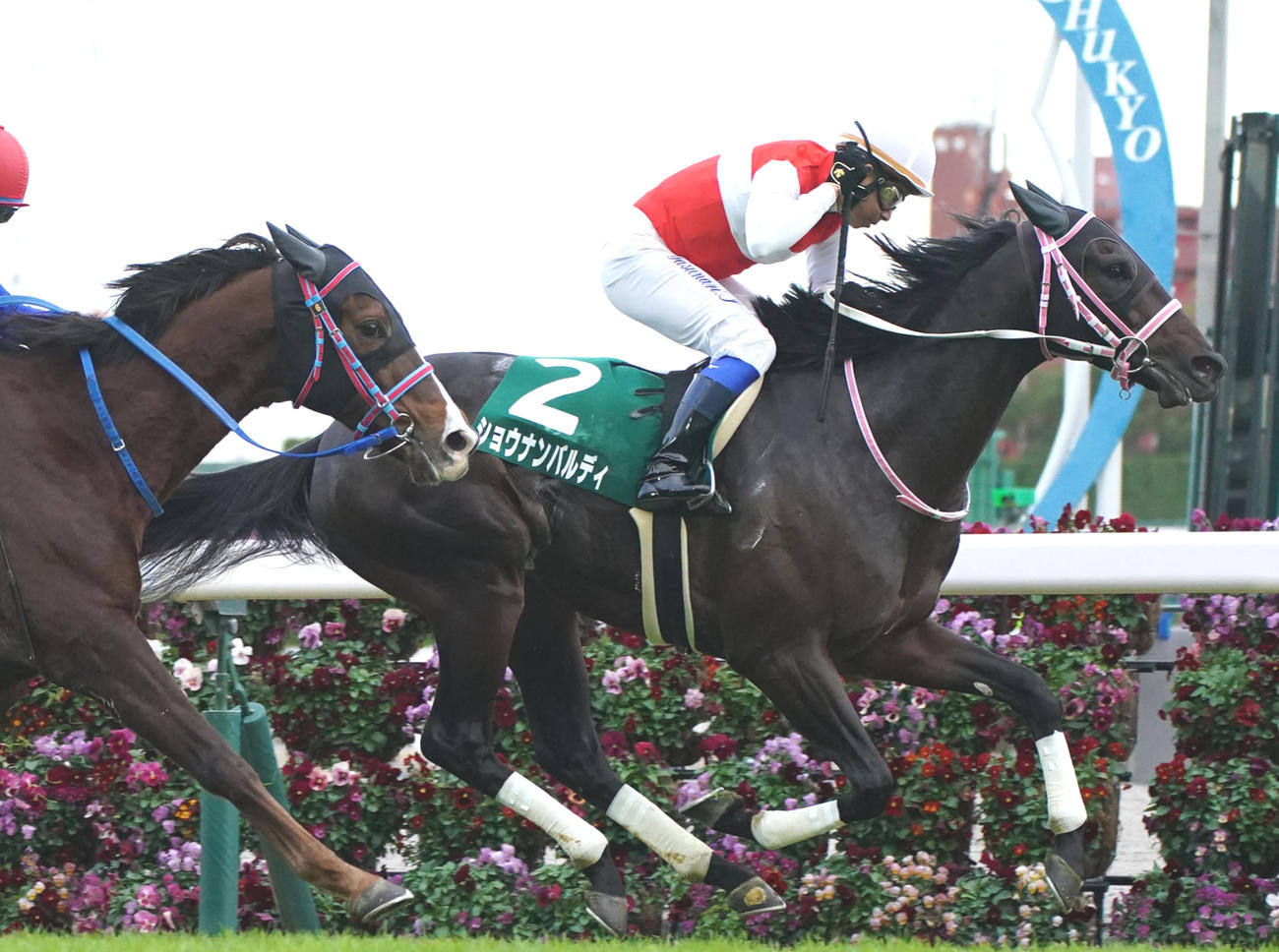 中日新聞杯を制したショウナンバルディ（2021年12月撮影）
