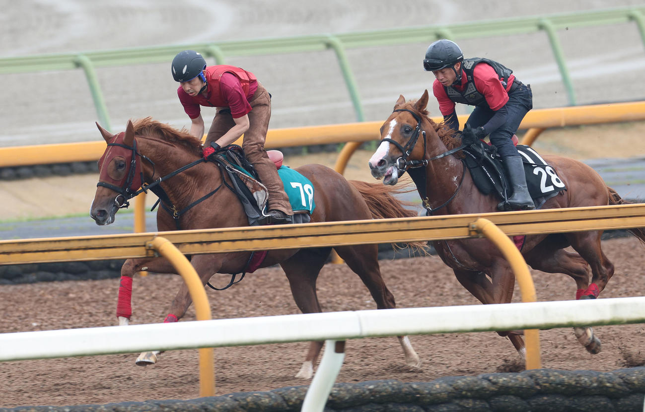 6月22日、Cウッドを併せ馬で追い切るシリンガバルガリス（左）