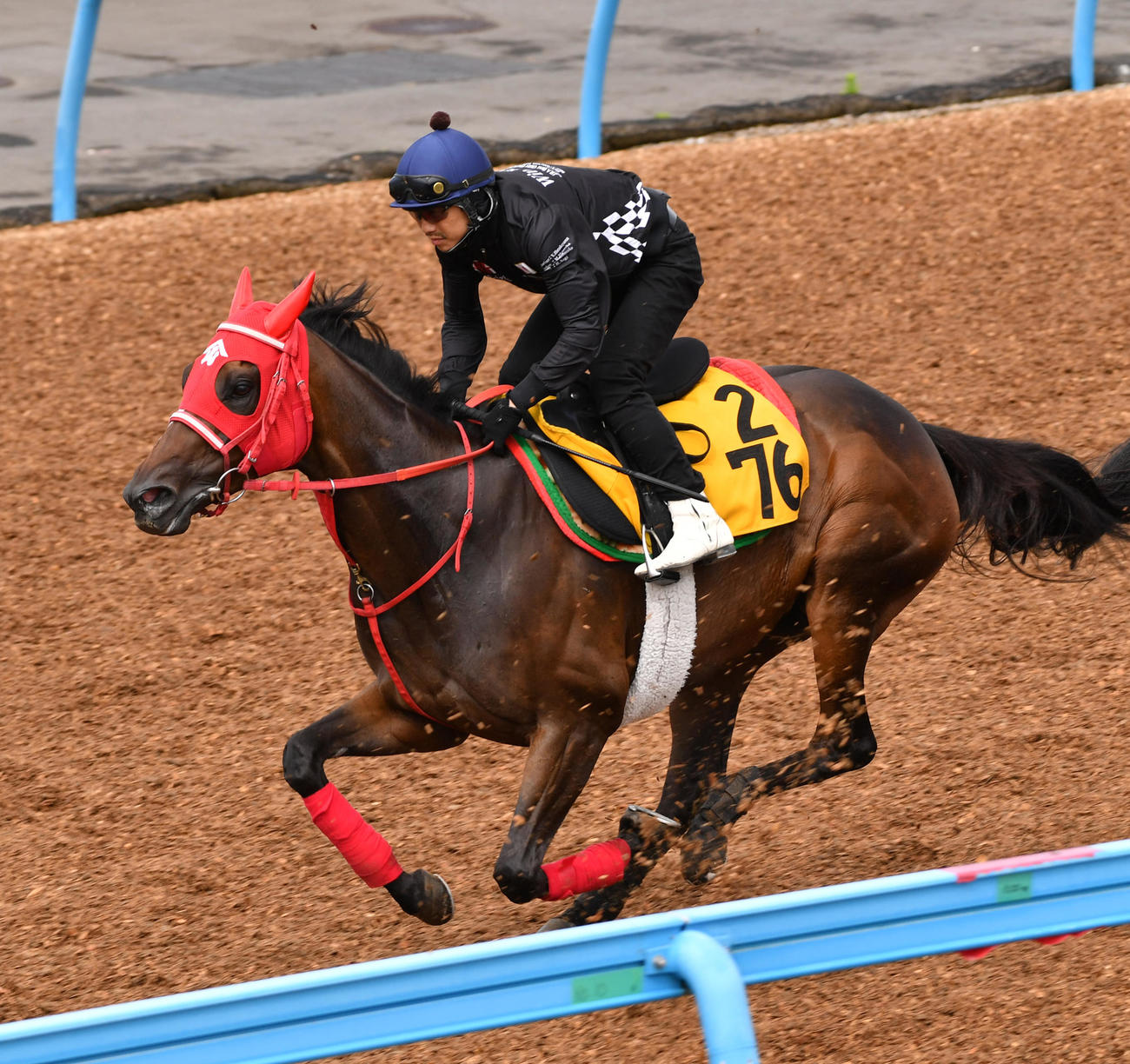 松岡騎手を背にエヴァーガーデンはウッドチップで追い切る（撮影・柴田隆二）