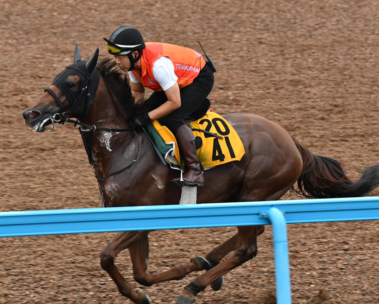 ウッドチップで追い切るロザムール（撮影・柴田隆二）