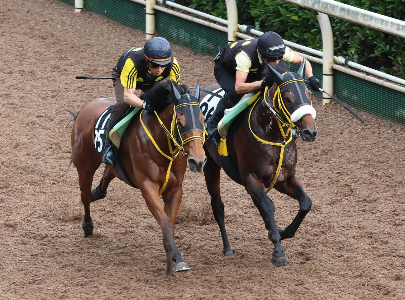 坂路を併せ馬で追い切るヴァンケドミンゴ（右）