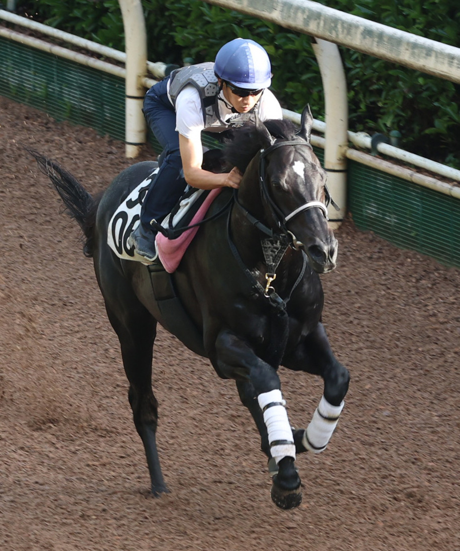 坂路で追い切るエクレアスパークル