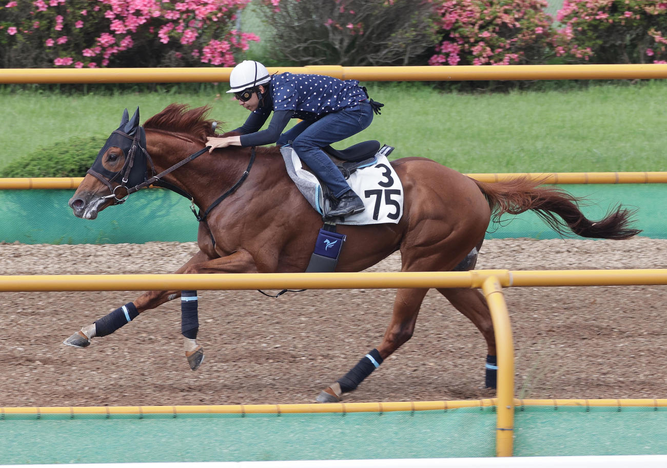 横山和生騎手を背に、函館ウッドチップコースで追い切られるオメガレインボー