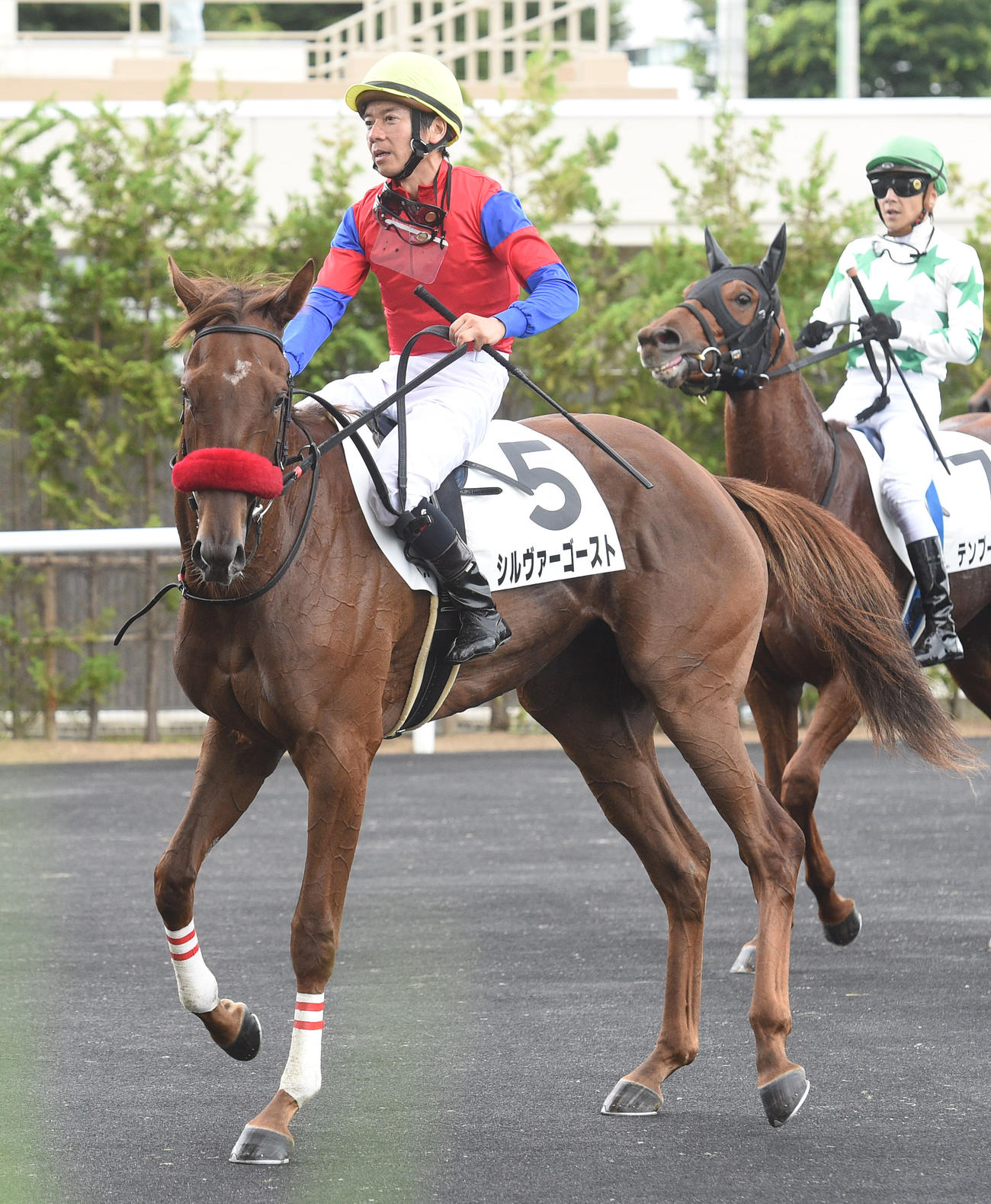 福島6R新馬戦を制したシルヴァーゴーストと柴田大知騎手（撮影・柴田隆二）