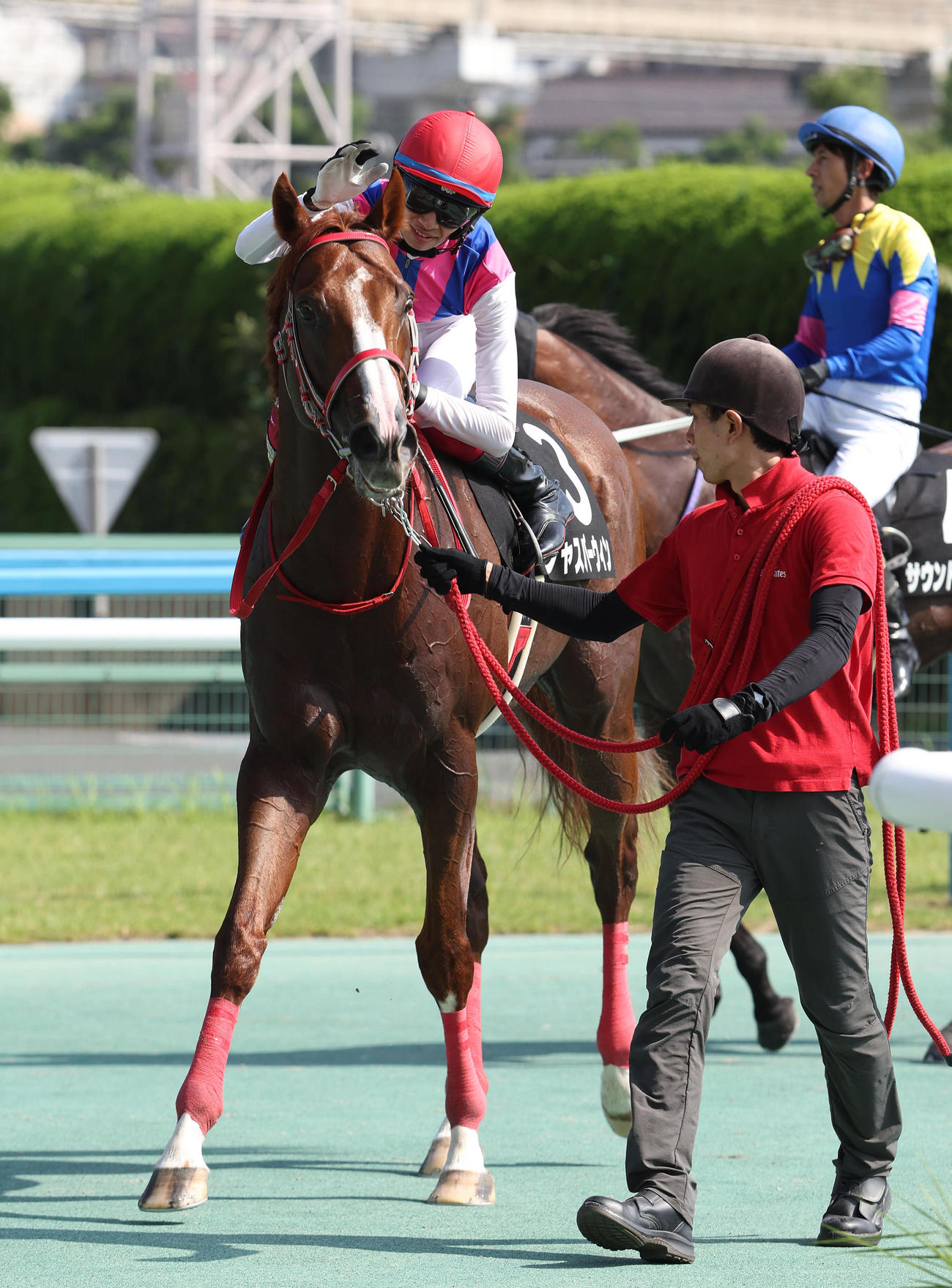 マレーシアCを制したジャスパーウィン（撮影・白石智彦）