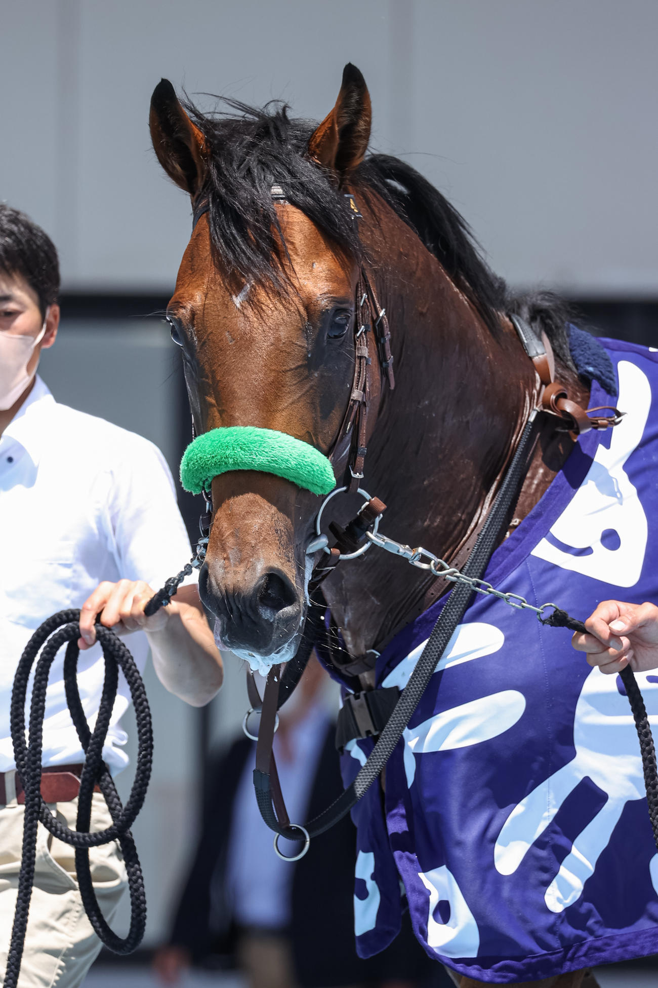 デビュー戦を制したブラストウェーブ（撮影・村野早祐）