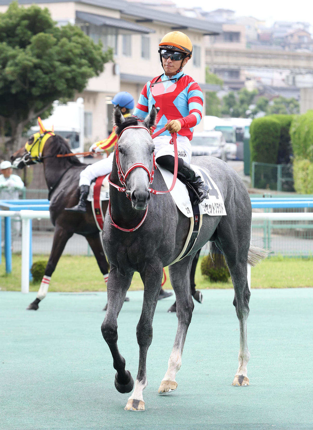 3歳未勝利を勝ったコントレイルの全弟のサンセットクラウド（撮影・白石智彦）