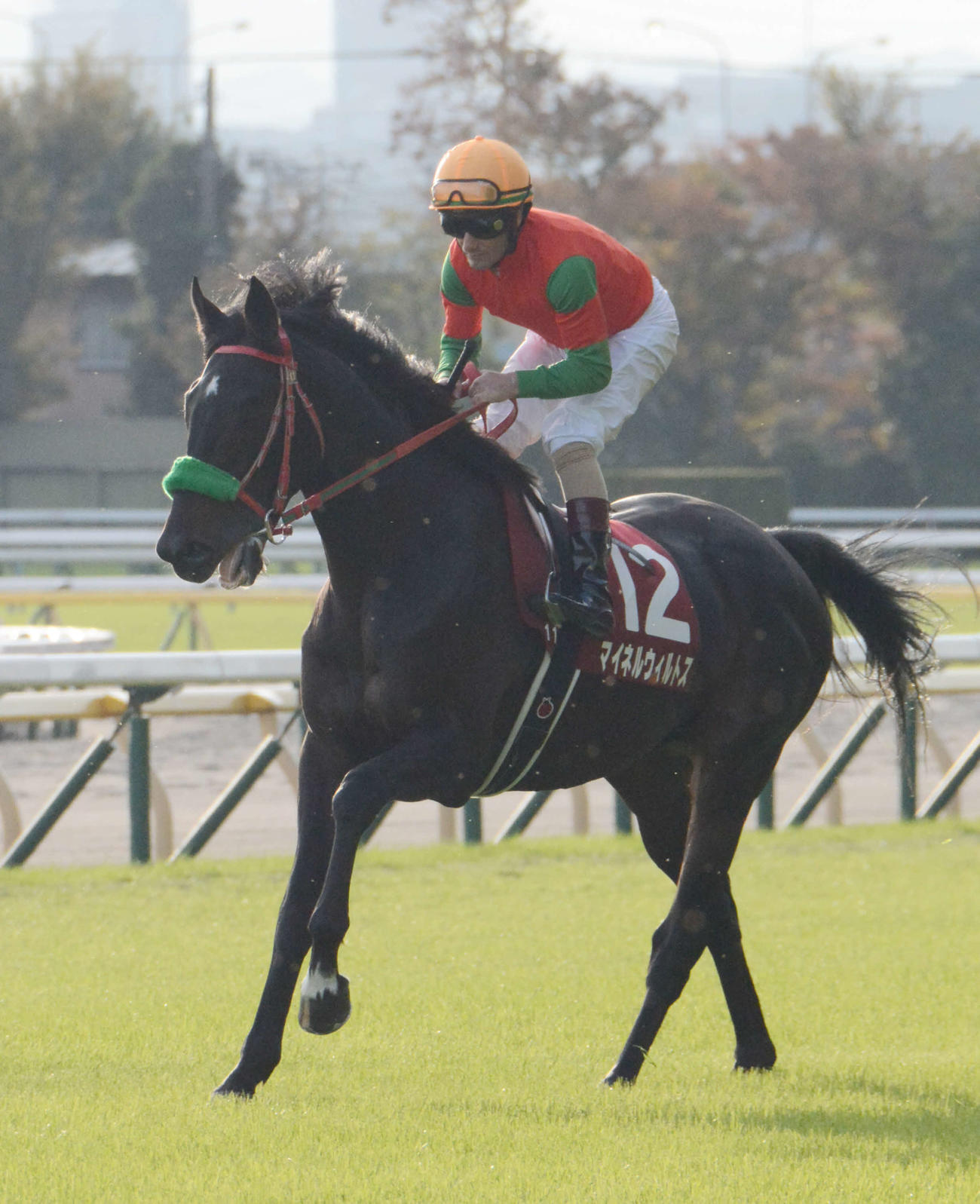 マイネルウィルトス（2021年11月7日撮影）
