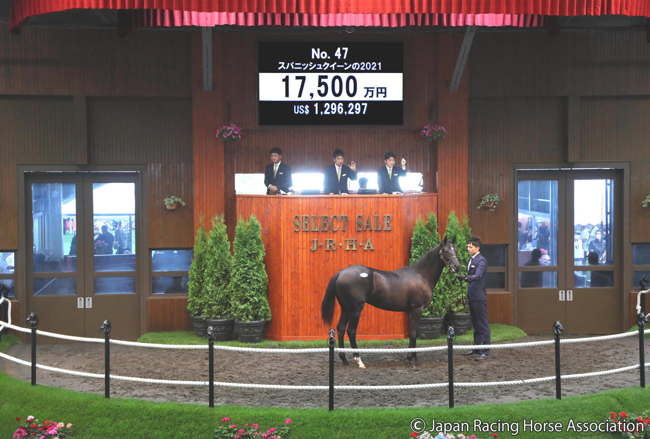 1億7500万円で落札されたスパニッシュクイーンの2021