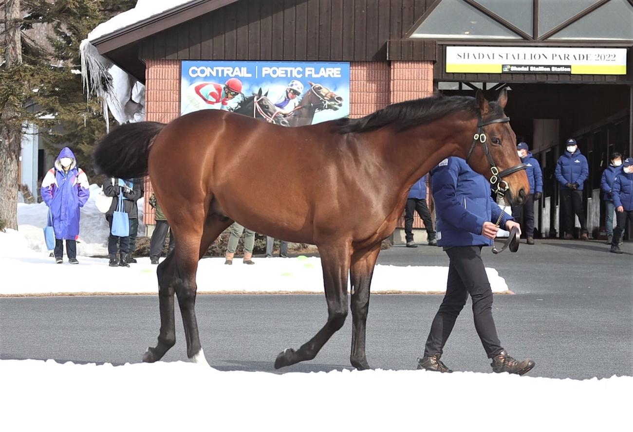 種牡馬として活躍するミッキーアイル（2022年2月）