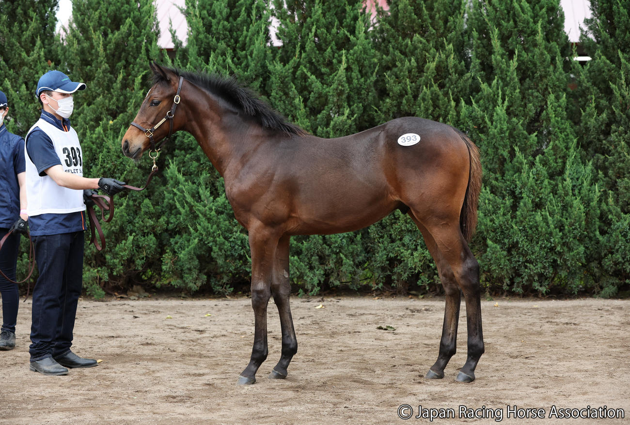 3億2000万円で落札されたシャンパンエニワンの2022