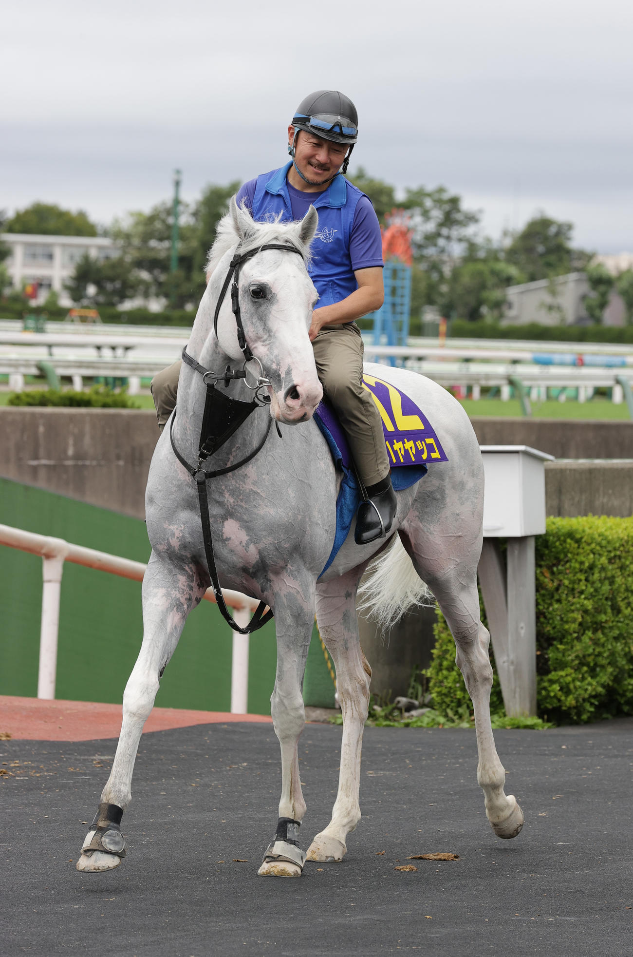 函館記念制覇に向けて、函館競馬場で調整を積むハヤヤッコ