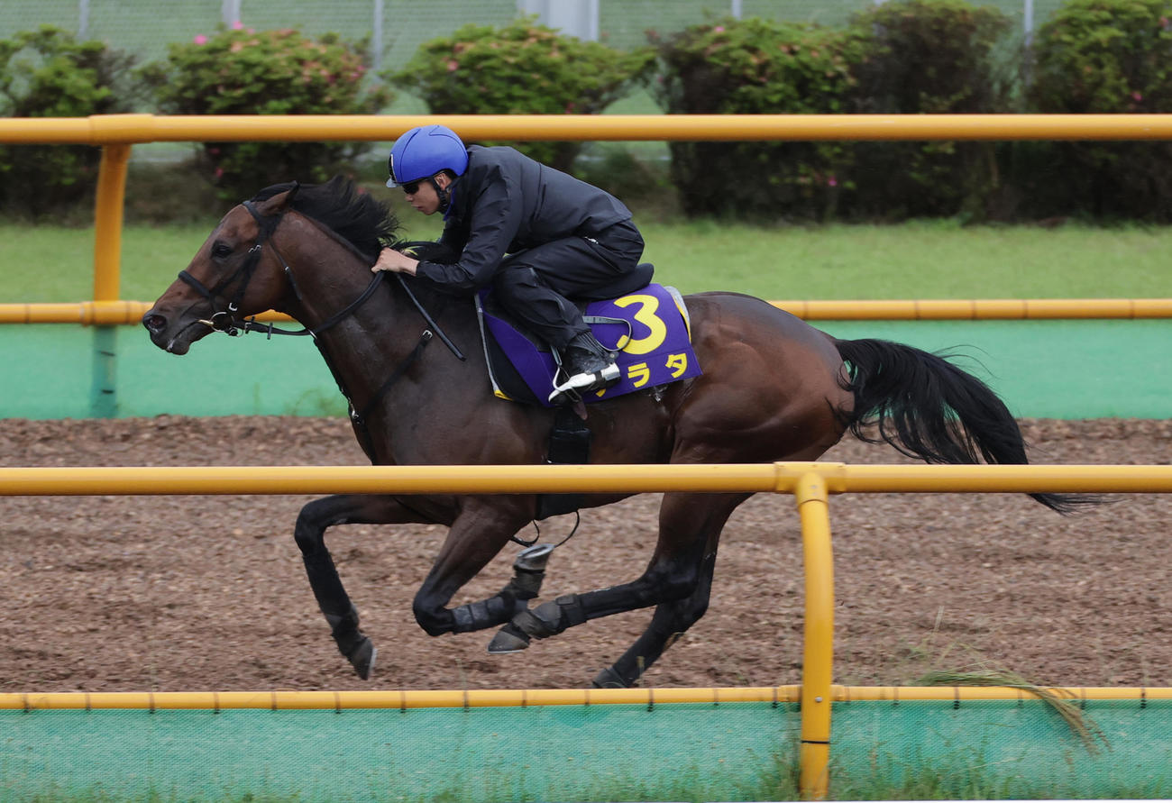 横山武史騎手を背に、函館ウッドチップコースで追い切られるアラタ