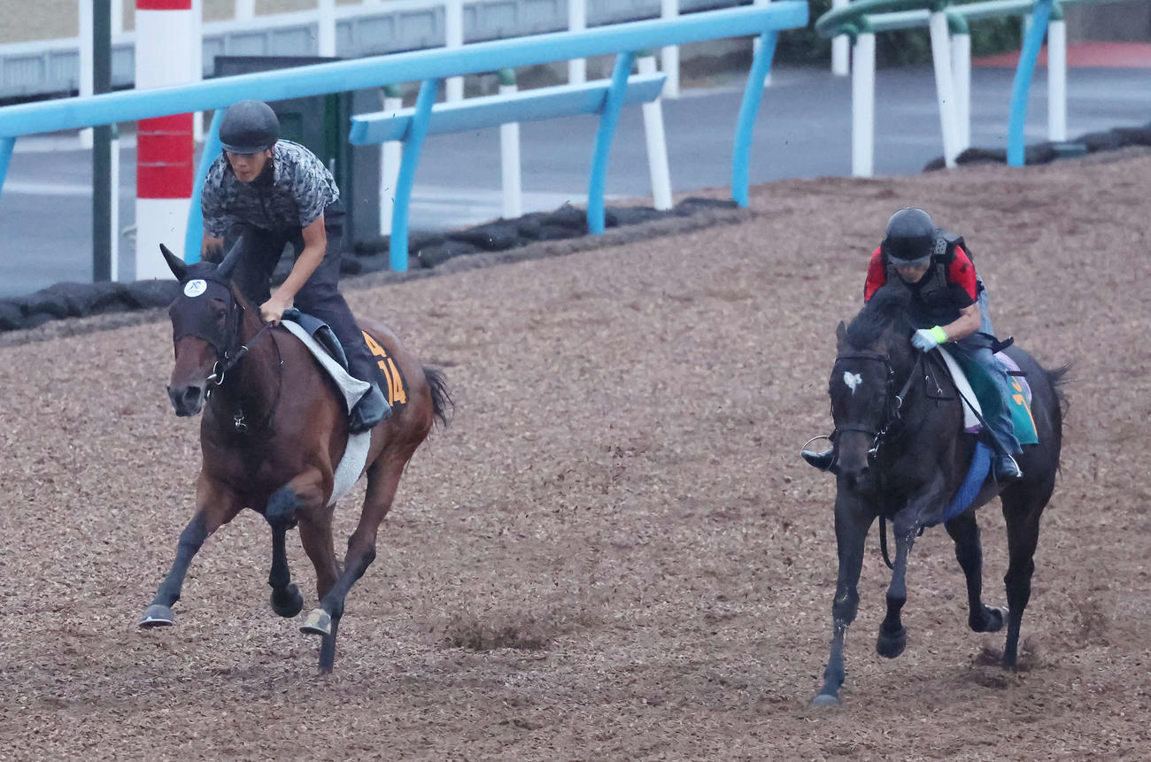 コムストックロード（左）は美浦ウッドを併せ馬で追い切られた（撮影・丹羽敏通）