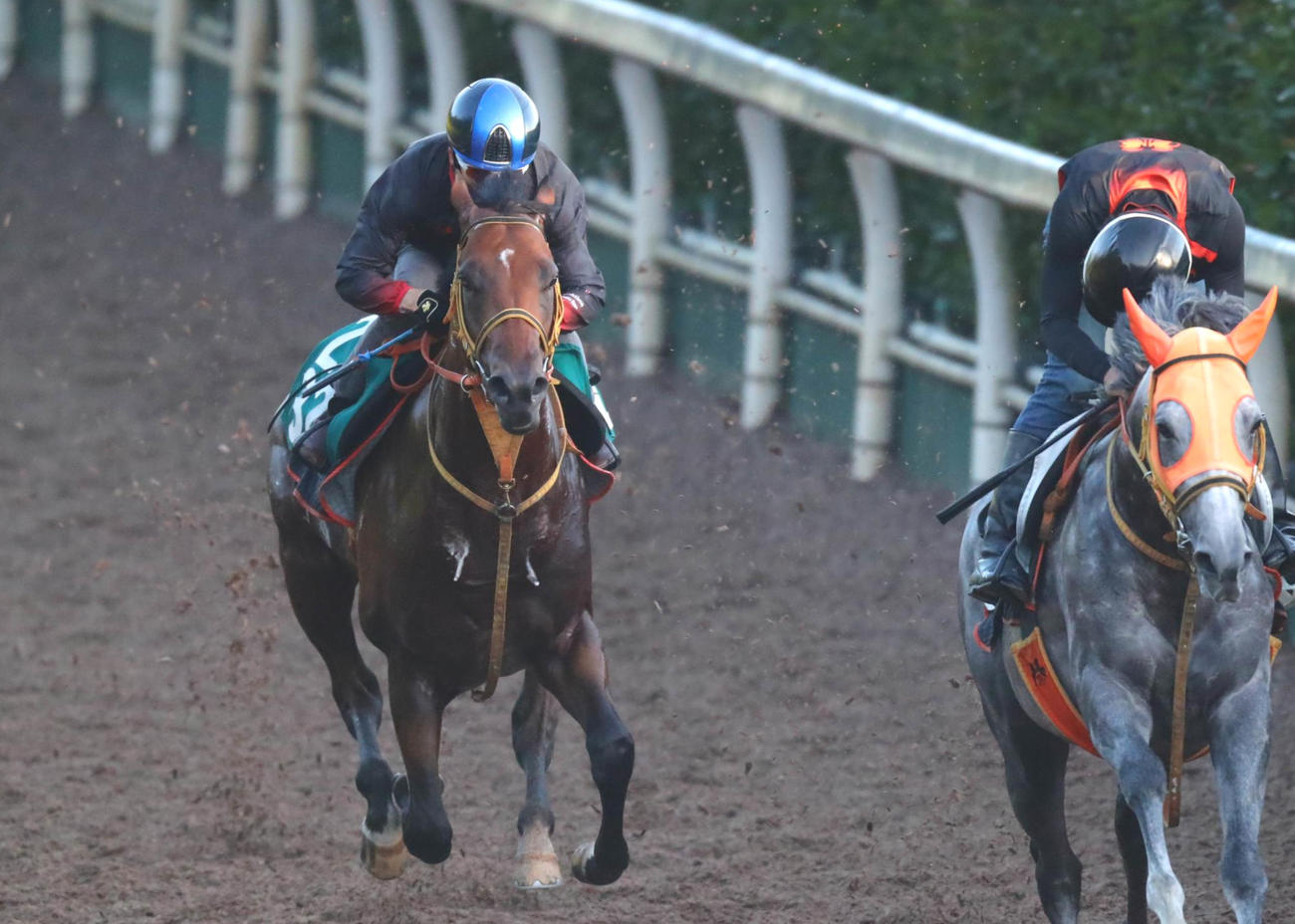 併せ馬で坂路をかけあがるネアセリーニ（左）